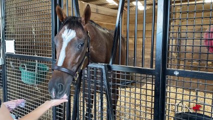 Hot Rod Charlie Enjoying Life at Keeneland