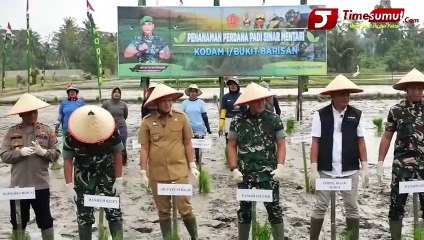 Pangdam Satu Bukit Barisan Ujicoba Penanaman Bibit Padi Baru Sinar Mentari.