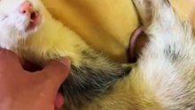 Ferrets Are Funny Little Trouble Makers!