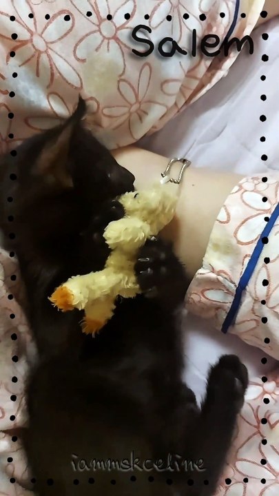 Salem 🐈‍⬛
