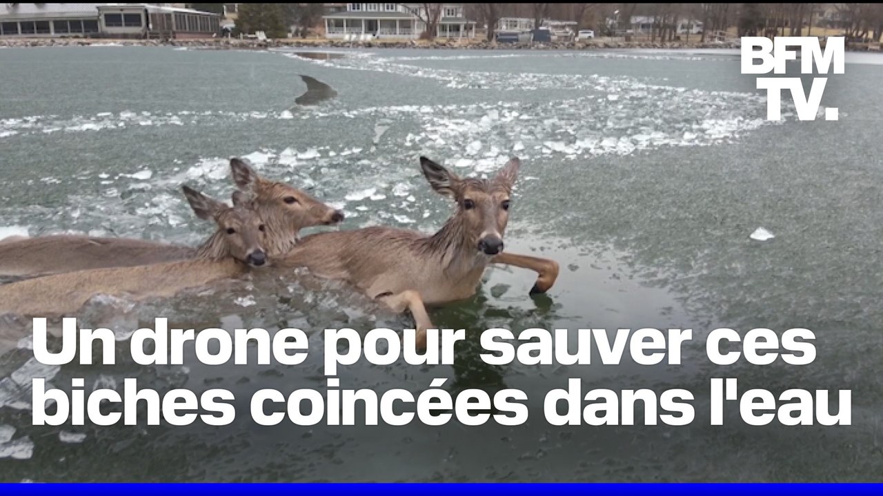 États-Unis: la police utilise un drone pour aider des biches coincées au milieu d'un lac gelé