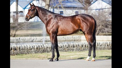 TDN Stallions: Pinehurst