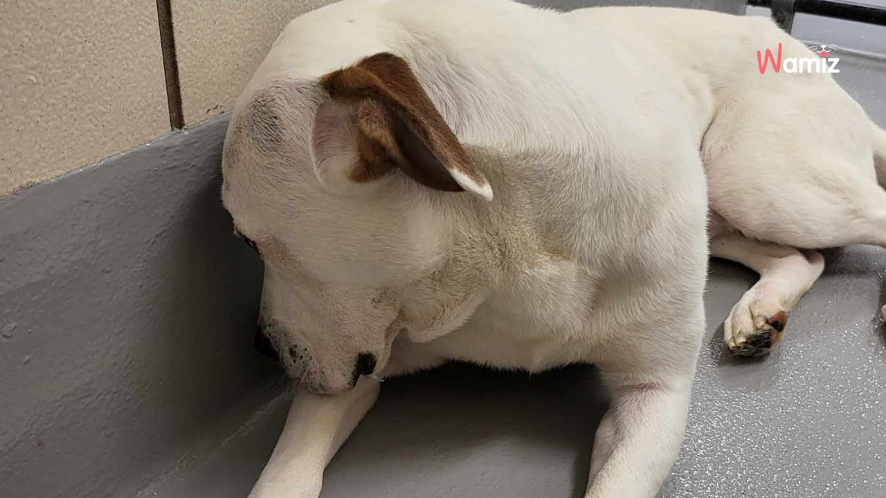 Family saves dog and decides to adopt him, but fate has other plans (video)