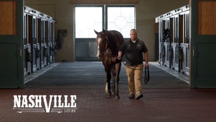 TDN Stallions: Nashville