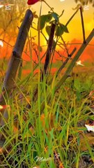 Asa koi bi shaks to dil ka makeen nh ho