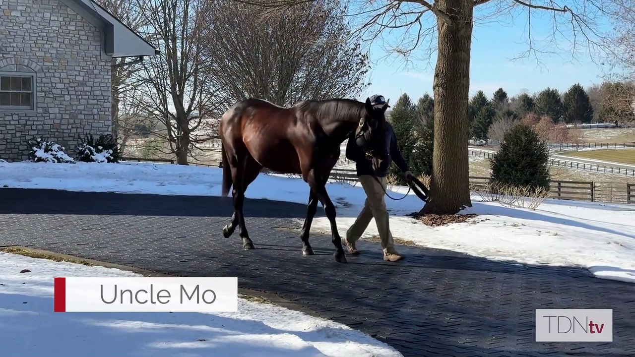 TDN Stallions: Uncle Mo