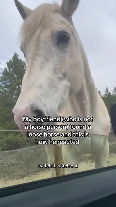 Man Funnily Interacts With Horse