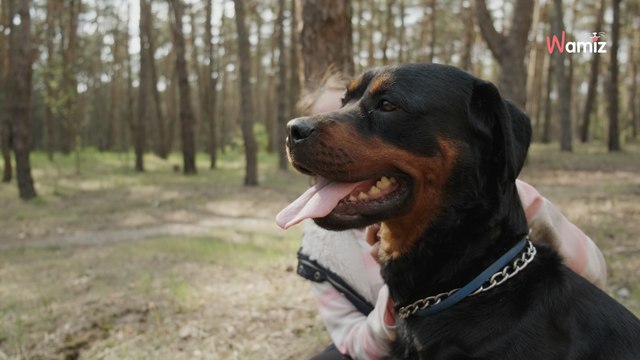 Bouches-du-Rhône : en pleine promenade, son chien passe près d'un réverbère et meurt électrocuté