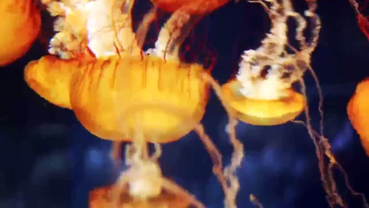 JELLY FISH 4