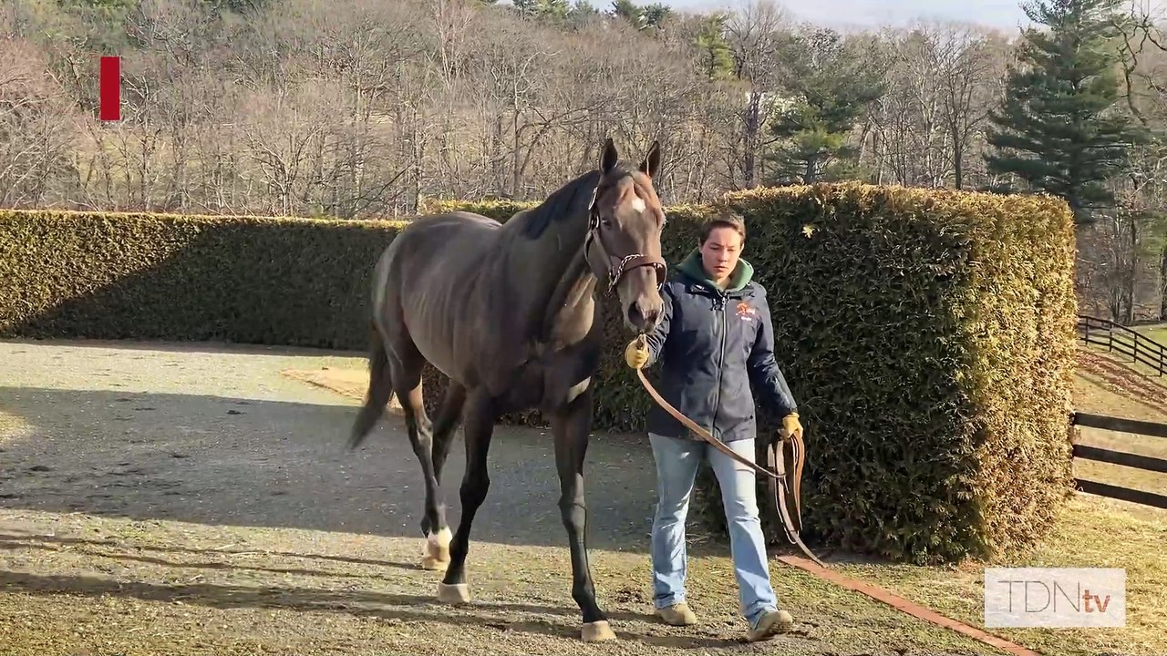 TDN Stallions: Mind Control