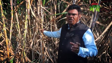 Sugarcane Variety  सर्वांत जास्त साखर देणारी अन् राज्यात फेमस असलेल्या ८६०३२ या उसाच्या वाणाबद्दल माहितीये का