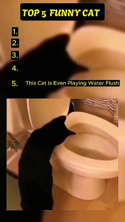 Funny Cat Watch Now