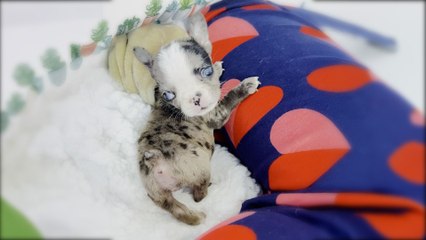 Frenchie Puppy Nobody Wanted Jumps In The Shower With Mom Now