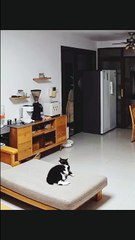 🌺 fanny cats#love#fanny#short