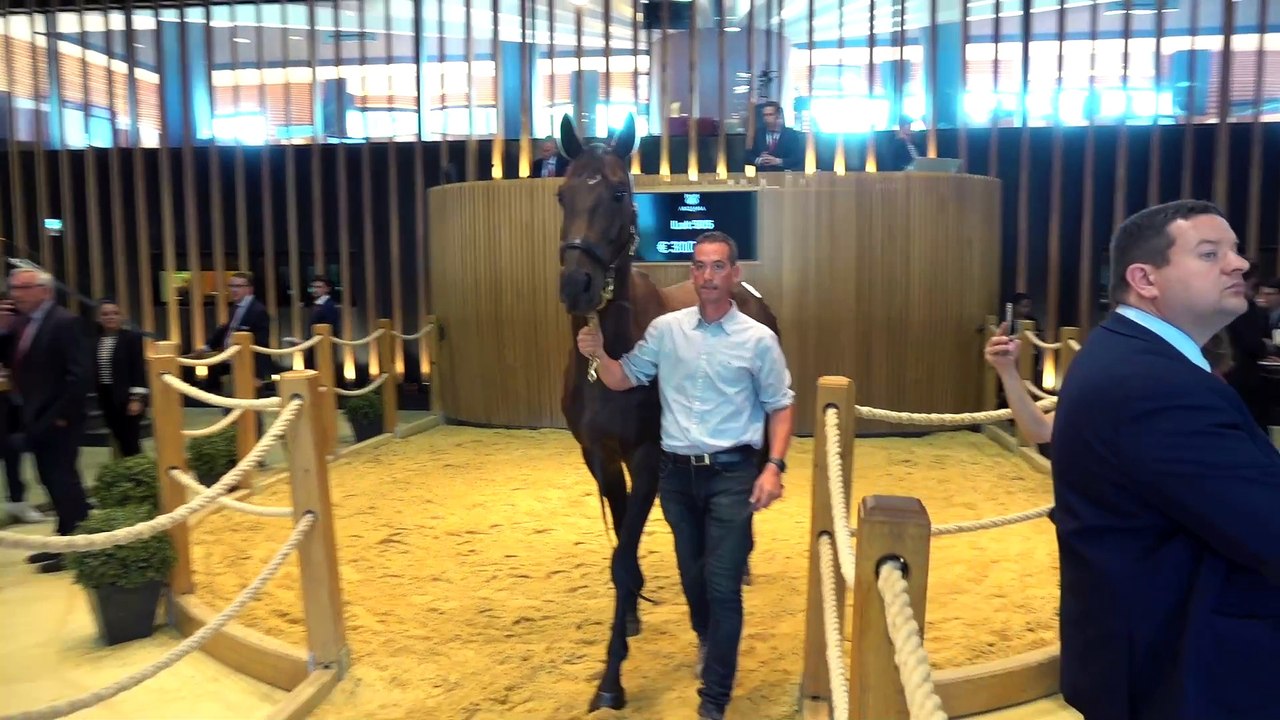 Arqana Summer Sale Day 2 Review
