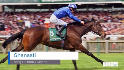 TDN New Stallions: Mutasaabeq