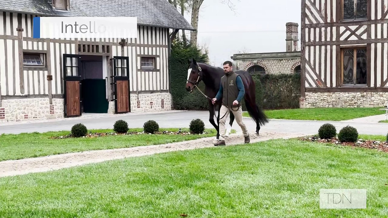 TDN Stallions: Intello