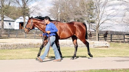 Discover the Core Beliefs of TDN Stallions 🐎