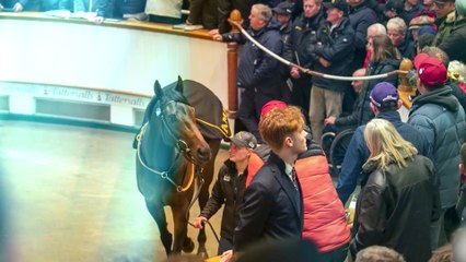 Timely Update For Homebred Poptronic Ahead Of Tattersalls Sceptre Sessions