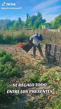 Productores de tomates en San Carlos tiran la cosecha