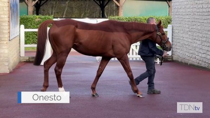 TDN Stallions: Onesto