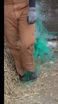 Woman Trips on Net at Farm