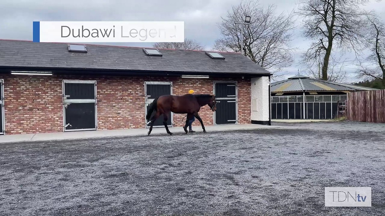 TDN Stallions: Dubawi Legend