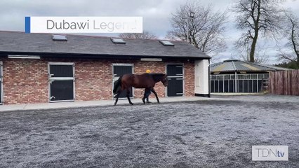 TDN Stallions: Dubawi Legend