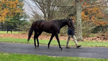 TDN Stallions: Gunite