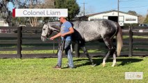 TDN Stallions: Colonel Liam