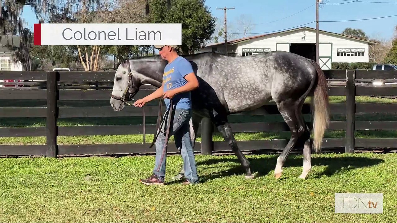 TDN Stallions: Colonel Liam