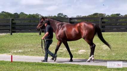 TDN Stallions Made Simple: Your Essential Guide 🐎