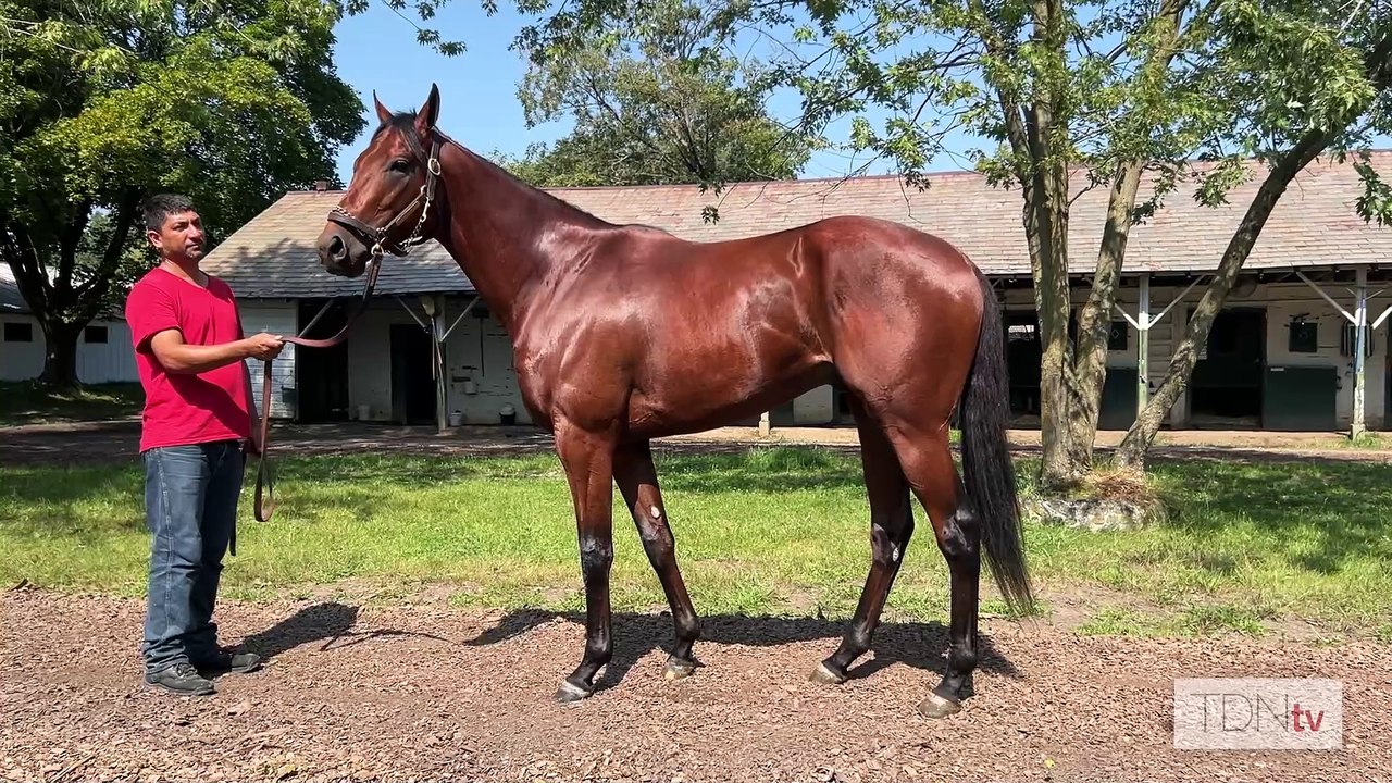 Agate Road, a turf star in the making?