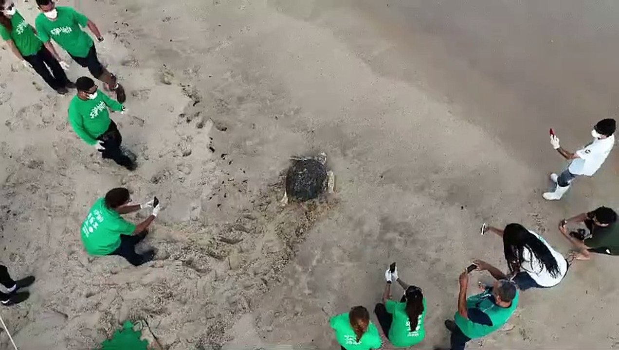 Tartaruga-cabeçuda é devolvida ao mar pelo Instituto Biota em Alagoas