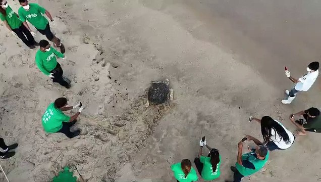 Tartaruga-cabeçuda é devolvida ao mar pelo Instituto Biota em Alagoas