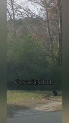 Feeding The Feral Cats