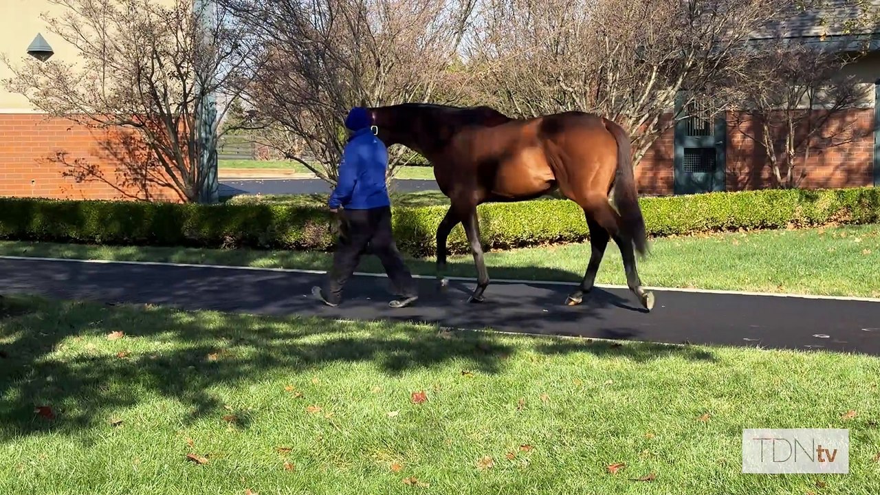 TDN Stallions: Cody's Wish