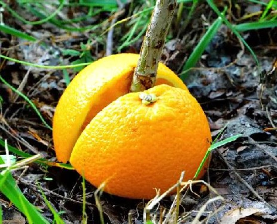 Easy Ways to Repel Pests!