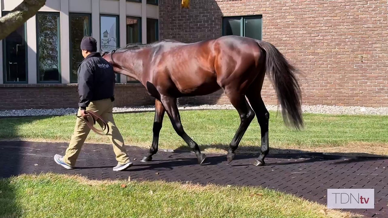 TDN Stallions: Country Grammer