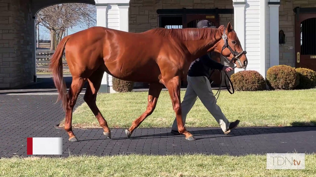 TDN Stallions: Taiba