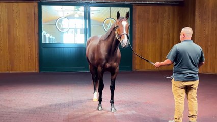 Fastest Horse of the Week Loves the Kentucky Downs Turf