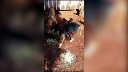 Você pode ajudar? Sem ração, cães lutam para sobreviver no interior de Cascavel