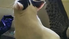 el gatito chamacorron asomandose por la ventana en tijuana con vientos de santa ana #shorts