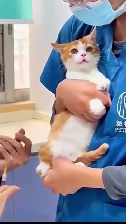 Try not to Laugh 🤫😂 |  3 #funny