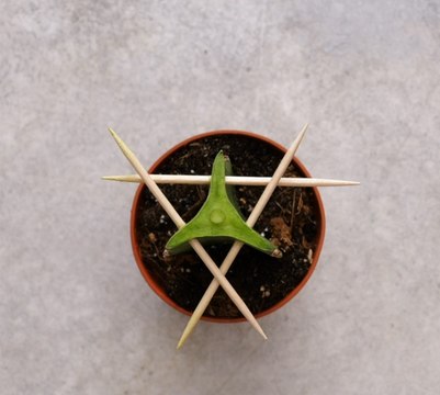 Enraciné dans le succès : Les meilleures techniques de jardinage pour chaque plante !