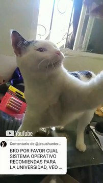 El gato pernanca conociendo los efectos de los vientos de santa ana en tijuana #shorts #animales