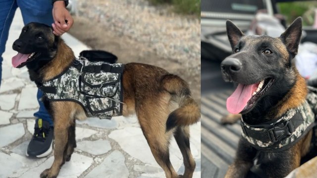 Rescataron a Tuerca, perro que era utilizado por las disidencias de las Farc en Huila