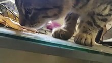 el gatito chamacorron anda de jugeton con el gato pernanca se asoman por la ventana #shorts