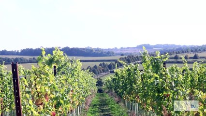 Fine Horses And Fine Wine To Be Found At Newsells Park