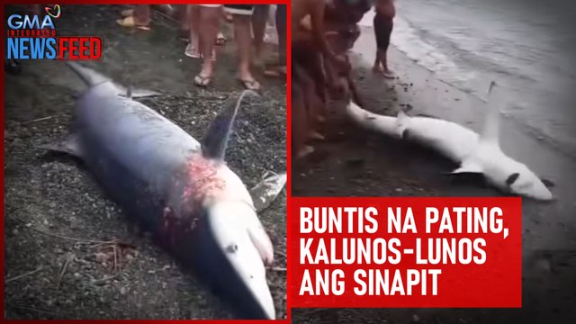 Buntis na pating, kalunos-lunos ang sinapit | GMA Integrated Newsfeed